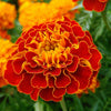 400 RED CHERRY MARIGOLD French Red & Yellow 2 Tone Tagetes Patula Flower Seeds