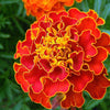 400 RED CHERRY MARIGOLD French Red & Yellow 2 Tone Tagetes Patula Flower Seeds