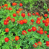 400 RED CHERRY MARIGOLD French Red & Yellow 2 Tone Tagetes Patula Flower Seeds