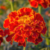 400 RED CHERRY MARIGOLD French Red & Yellow 2 Tone Tagetes Patula Flower Seeds