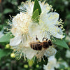 20 TRUE MYRTLE Myrtus Communis aka Common & Sweet Myrtle Fragrant White Flower Edible Blue Berry Fruit Shrub Seeds