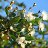 20 TRUE MYRTLE Myrtus Communis aka Common & Sweet Myrtle Fragrant White Flower Edible Blue Berry Fruit Shrub Seeds