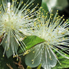 20 TRUE MYRTLE Myrtus Communis aka Common & Sweet Myrtle Fragrant White Flower Edible Blue Berry Fruit Shrub Seeds