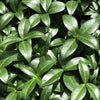 20 TRUE MYRTLE Myrtus Communis aka Common & Sweet Myrtle Fragrant White Flower Edible Blue Berry Fruit Shrub Seeds