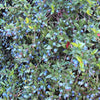 20 TRUE MYRTLE Myrtus Communis aka Common & Sweet Myrtle Fragrant White Flower Edible Blue Berry Fruit Shrub Seeds