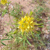 30 YELLOW BEEPLANT Cleome Lutea Golden Bee Plant Spiderflower Native Flower Seeds