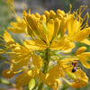30 YELLOW BEEPLANT Cleome Lutea Golden Bee Plant Spiderflower Native Flower Seeds