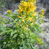 30 YELLOW BEEPLANT Cleome Lutea Golden Bee Plant Spiderflower Native Flower Seeds