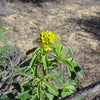 30 YELLOW BEEPLANT Cleome Lutea Golden Bee Plant Spiderflower Native Flower Seeds
