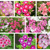 100 TWINKLE DWARF PHLOX Drummondii Cuspidata var. Stellaris Star Mix Two Tone Mixed Colors Pink Purple Red White Flower Seeds
