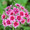 100 TWINKLE DWARF PHLOX Drummondii Cuspidata var. Stellaris Star Mix Two Tone Mixed Colors Pink Purple Red White Flower Seeds