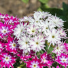 100 TWINKLE DWARF PHLOX Drummondii Cuspidata var. Stellaris Star Mix Two Tone Mixed Colors Pink Purple Red White Flower Seeds