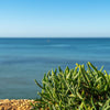 40 SEA FENNEL Rock Samphire Crithmum Maritimum Fragrant Herb Edible Vegetable Yellow Flower Seeds