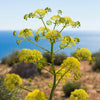 40 SEA FENNEL Rock Samphire Crithmum Maritimum Fragrant Herb Edible Vegetable Yellow Flower Seeds