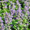 20 CALAMINT Lesser Calamintha Nepeta Officinalis Fragrant Herb White - Lilac Flower Seeds