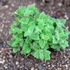 20 CALAMINT Lesser Calamintha Nepeta Officinalis Fragrant Herb White - Lilac Flower Seeds
