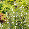 20 CALAMINT Lesser Calamintha Nepeta Officinalis Fragrant Herb White - Lilac Flower Seeds