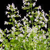20 CALAMINT Lesser Calamintha Nepeta Officinalis Fragrant Herb White - Lilac Flower Seeds