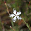 25 Dwarf LITTLE MAIDEN DIANTHUS Arenarius f. Nanus Fragrant White Flower Seeds