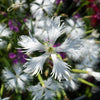 25 Dwarf LITTLE MAIDEN DIANTHUS Arenarius f. Nanus Fragrant White Flower Seeds