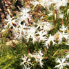 25 Dwarf LITTLE MAIDEN DIANTHUS Arenarius f. Nanus Fragrant White Flower Seeds