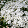 25 Dwarf LITTLE MAIDEN DIANTHUS Arenarius f. Nanus Fragrant White Flower Seeds
