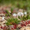 25 Dwarf LITTLE MAIDEN DIANTHUS Arenarius f. Nanus Fragrant White Flower Seeds