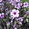 10 WHITE MADEIRA GERANIUM Maderense Cranesbill Giant Herb Robert Pink Eye Flower Seeds