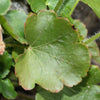 100 ALPINE CORAL BELLS Poker Heuchera Cylindrica Roundleaf Alumroot Sun or Shade Native Flower Seeds