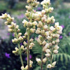 100 ALPINE CORAL BELLS Poker Heuchera Cylindrica Roundleaf Alumroot Sun or Shade Native Flower Seeds