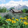 50 ARROWLEAF BALSAMROOT Oregon Sunflower Balsamorhiza Sagittata Native Huge Fragrant Flower Seeds