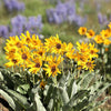 50 ARROWLEAF BALSAMROOT Oregon Sunflower Balsamorhiza Sagittata Native Huge Fragrant Flower Seeds