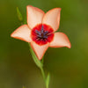 50 SALMON FLAX Linum Grandiflorum 1" Blooms in Salmon Pink with Red Eyes Flower Seeds