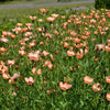 50 SALMON FLAX Linum Grandiflorum 1" Blooms in Salmon Pink with Red Eyes Flower Seeds