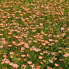 50 SALMON FLAX Linum Grandiflorum 1" Blooms in Salmon Pink with Red Eyes Flower Seeds