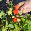 80 California WOODLAND STRAWBERRY Fragaria Vesca Bracteata Pacific Native Strawberry Red Berry Fruit White Flower Seeds