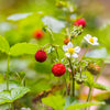 80 California WOODLAND STRAWBERRY Fragaria Vesca Bracteata Pacific Native Strawberry Red Berry Fruit White Flower Seeds