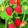 80 California WOODLAND STRAWBERRY Fragaria Vesca Bracteata Pacific Native Strawberry Red Berry Fruit White Flower Seeds