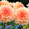 50 WATERCOLOR MIX DAHLIA Variabilis Double Bloom Mixed Colors Yellow Peach Pink Lavender Cream Orange Flower Seeds