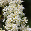 20 White SNOWBRUSH Ceanothus Velutinus aka Mountain Balm or Buckbrush Evergreen Native Flower Shrub Seeds