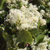 20 White SNOWBRUSH Ceanothus Velutinus aka Mountain Balm or Buckbrush Evergreen Native Flower Shrub Seeds