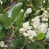 20 White SNOWBRUSH Ceanothus Velutinus aka Mountain Balm or Buckbrush Evergreen Native Flower Shrub Seeds