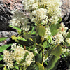 20 White SNOWBRUSH Ceanothus Velutinus aka Mountain Balm or Buckbrush Evergreen Native Flower Shrub Seeds