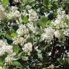 20 White SNOWBRUSH Ceanothus Velutinus aka Mountain Balm or Buckbrush Evergreen Native Flower Shrub Seeds