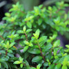 50 California EVERGREEN HUCKLEBERRY Vaccinium Ovatum Fruit aka Box Blueberry Native Pink & White Flower Blue Black Berry Shrub Seeds