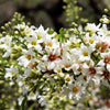 5 YELLOWHORN TREE Xanthoceras Sorbifolium aka Goldenhorn, Raintree, Chinese Flowering Chestnut - White Yellow Red Fragrant Flower Seeds
