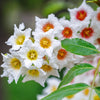 5 YELLOWHORN TREE Xanthoceras Sorbifolium aka Goldenhorn, Raintree, Chinese Flowering Chestnut - White Yellow Red Fragrant Flower Seeds