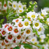 5 YELLOWHORN TREE Xanthoceras Sorbifolium aka Goldenhorn, Raintree, Chinese Flowering Chestnut - White Yellow Red Fragrant Flower Seeds