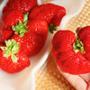 15 GIANT STRAWBERRY Fragaria spp June Bearing Huge Red Berry Fruit White Flower Seeds