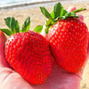 15 GIANT STRAWBERRY Fragaria spp June Bearing Huge Red Berry Fruit White Flower Seeds
